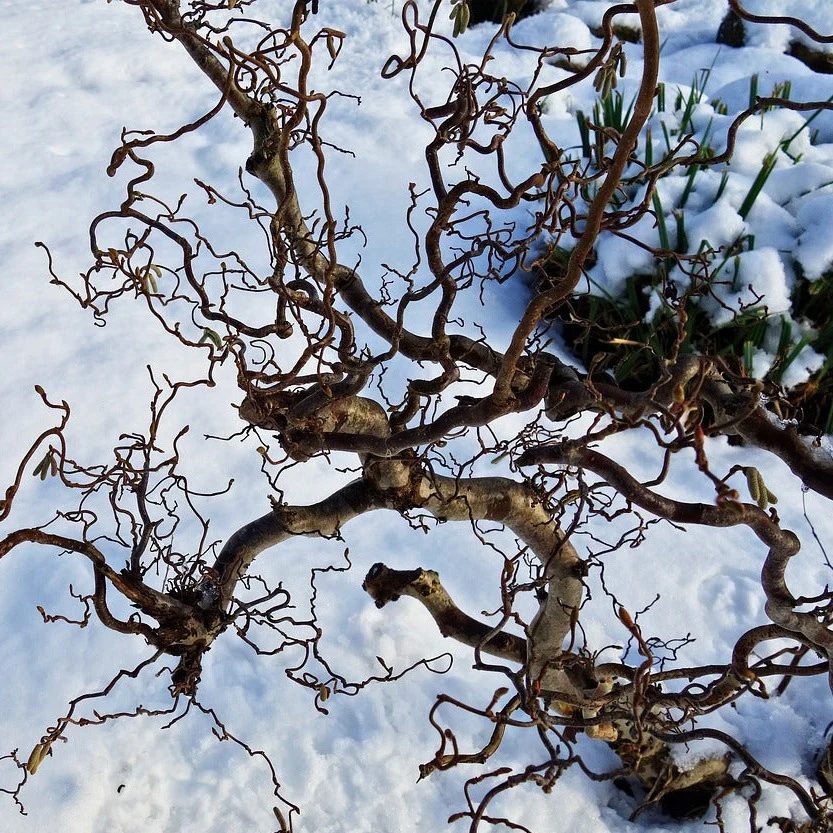 Wholesale Plant Availability